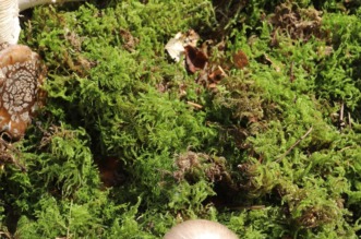 Rijeka: Izložba gljiva udruge gljivara Rijeka “Ožujka”