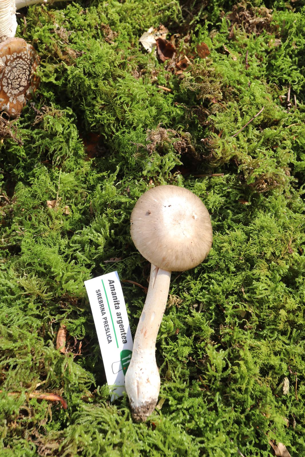 Rijeka: Izložba gljiva udruge gljivara Rijeka “Ožujka”