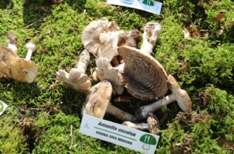 Rijeka: Izložba gljiva udruge gljivara Rijeka “Ožujka”