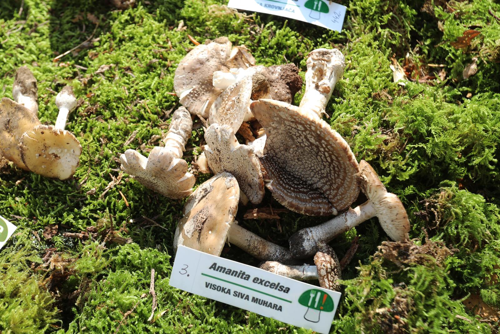 Rijeka: Izložba gljiva udruge gljivara Rijeka “Ožujka”