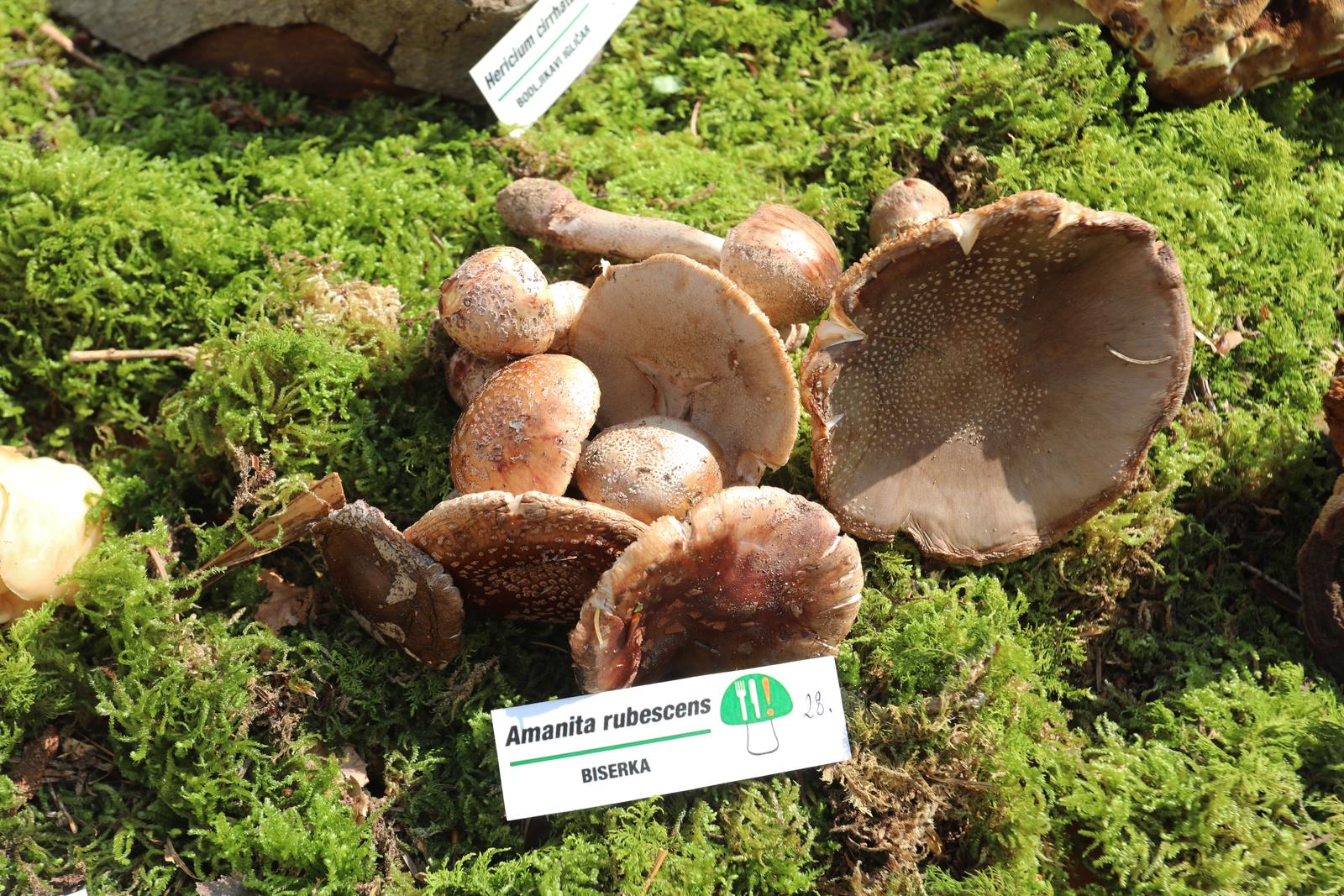 Rijeka: Izložba gljiva udruge gljivara Rijeka “Ožujka”