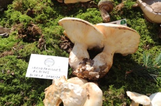 Rijeka: Izložba gljiva udruge gljivara Rijeka “Ožujka”