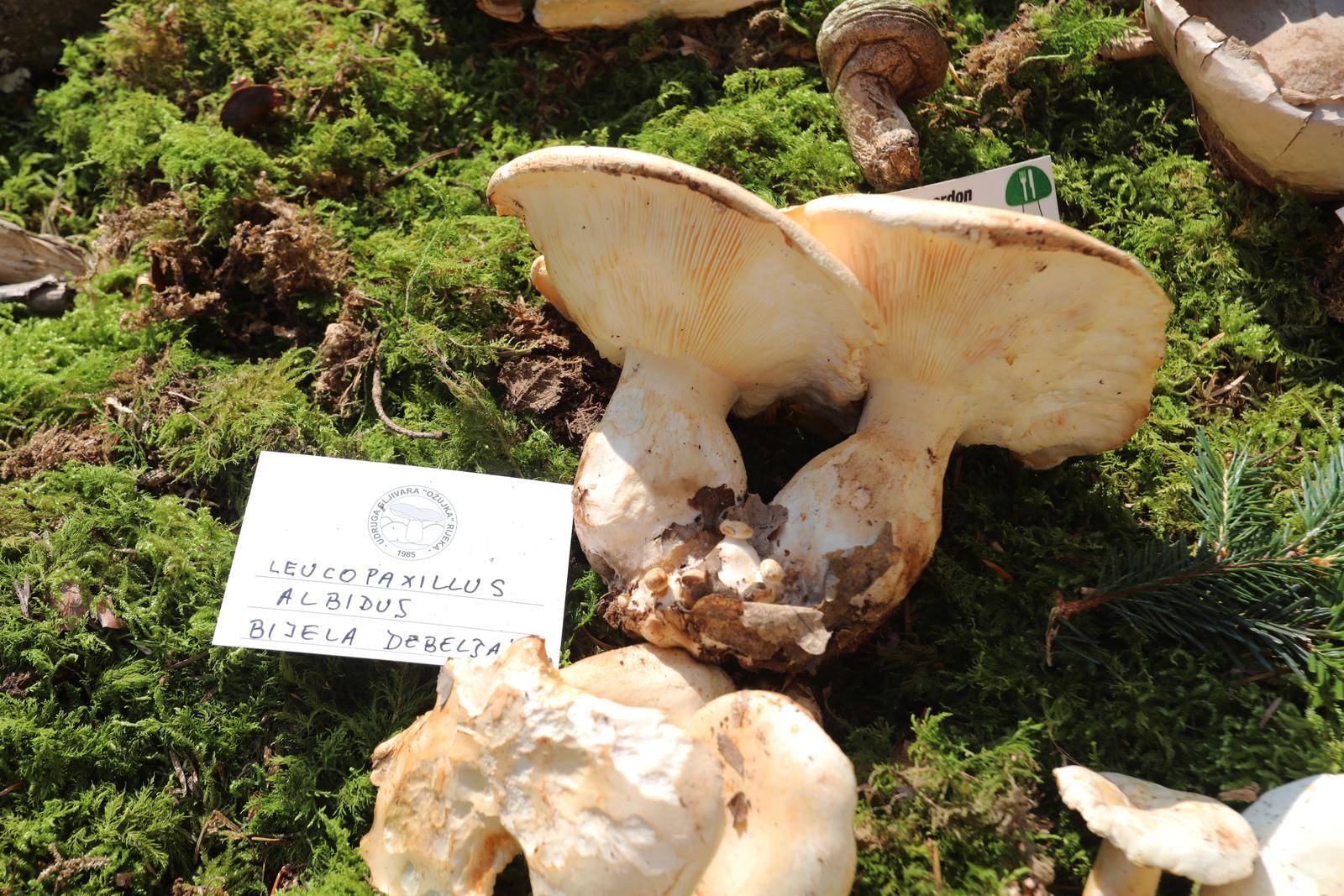 Rijeka: Izložba gljiva udruge gljivara Rijeka “Ožujka”