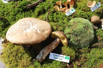Rijeka: Izložba gljiva udruge gljivara Rijeka “Ožujka”