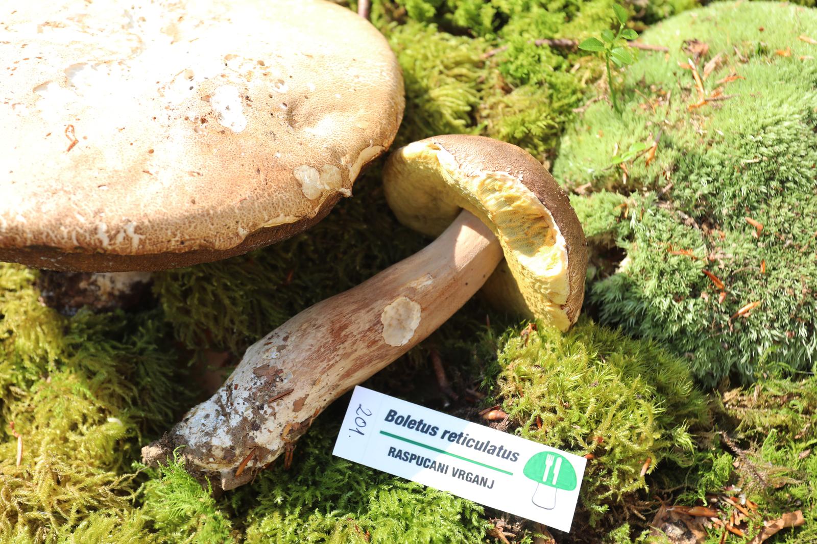 Rijeka: Izložba gljiva udruge gljivara Rijeka “Ožujka”