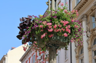 cvjetne-kosare-11 cvjetne-kosare-11