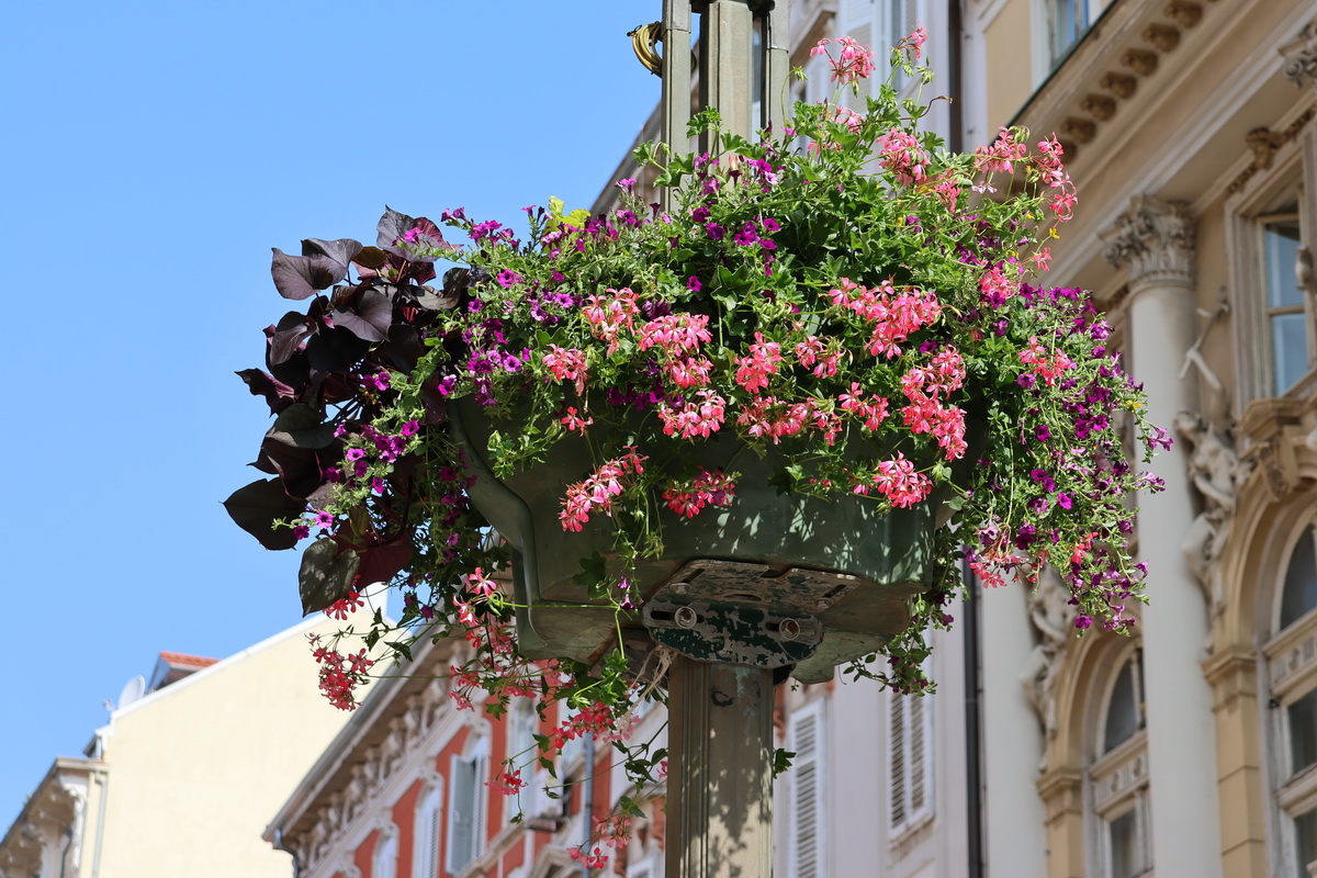 cvjetne-kosare-11 cvjetne-kosare-11