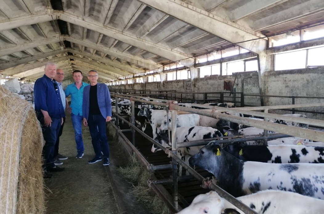 krave-fuzine-krava-lukanovic krave-fuzine-krava-lukanovic