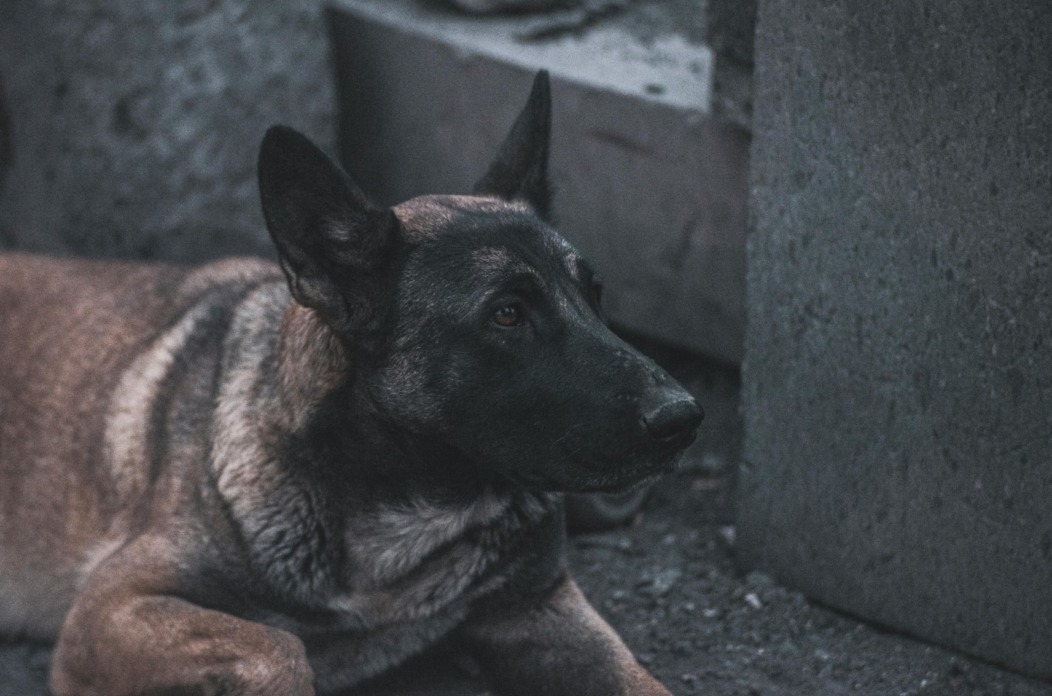 pexels-juantrevilla-16922984 pexels-juantrevilla-16922984