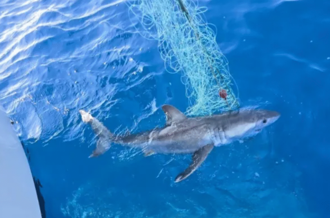 velika bijela psina morski pas crna gora