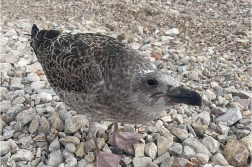 BeFunky-collage (35) BeFunky-collage (35)