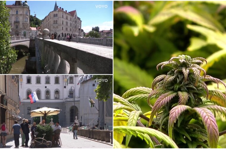 MARIHUANA slovenija naslovna 2025