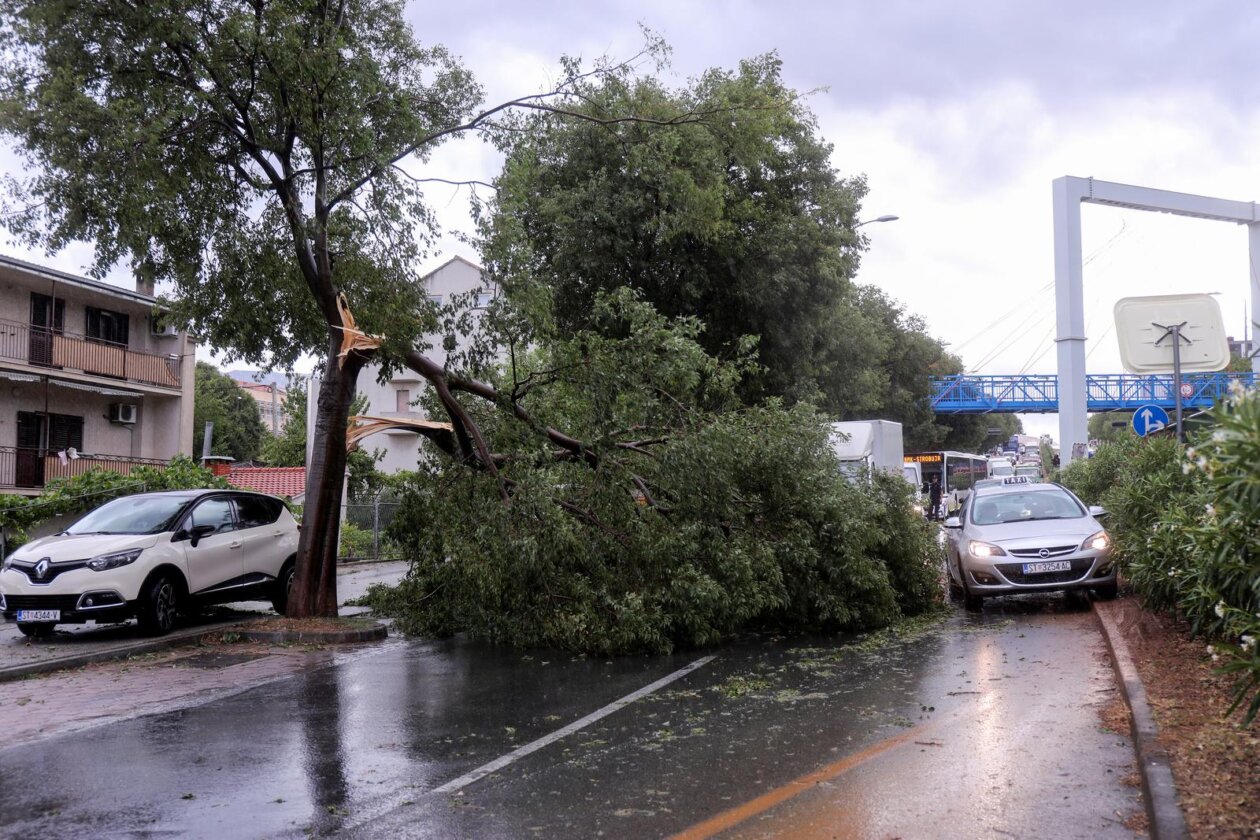 Split: U Vukovarskoj ulici srušilo se stablo tijekom nevremena