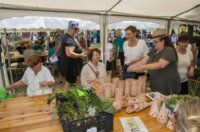 Terra-Panonika_Novi-Val_2025_1-1024×688 Terra-Panonika_Novi-Val_2025_1-1024×688