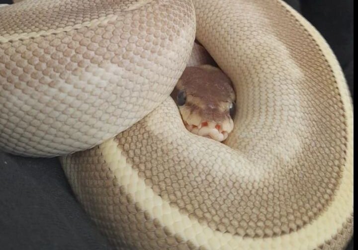 534993247_2047463592726788_56362767333993971_n