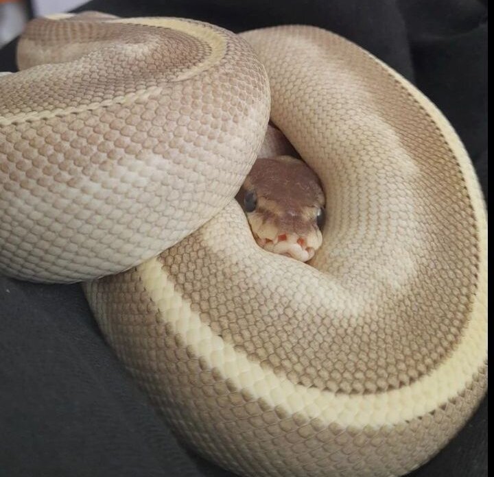 534993247_2047463592726788_56362767333993971_n