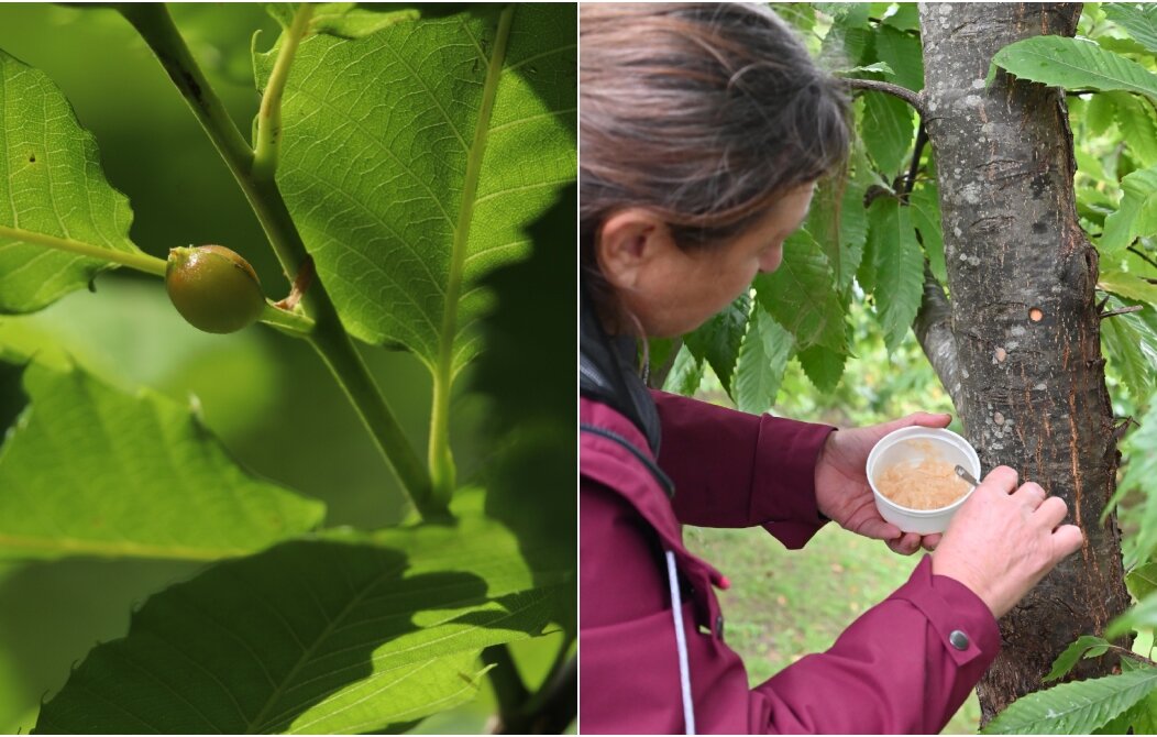 BeFunky-collage (11) BeFunky-collage (11)