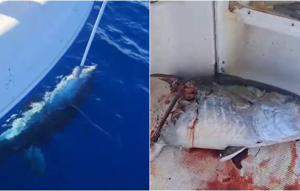 BeFunky-collage (27) BeFunky-collage (27)