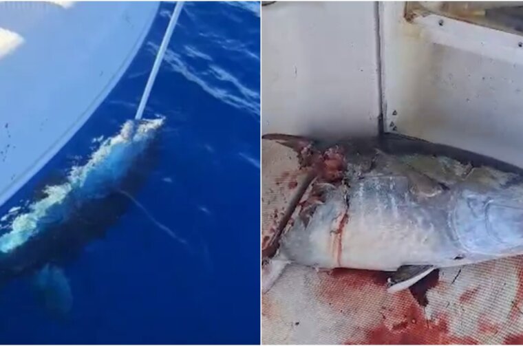 BeFunky-collage (27)