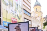 Izlozba-Azilske-ribice-4-1800×2400