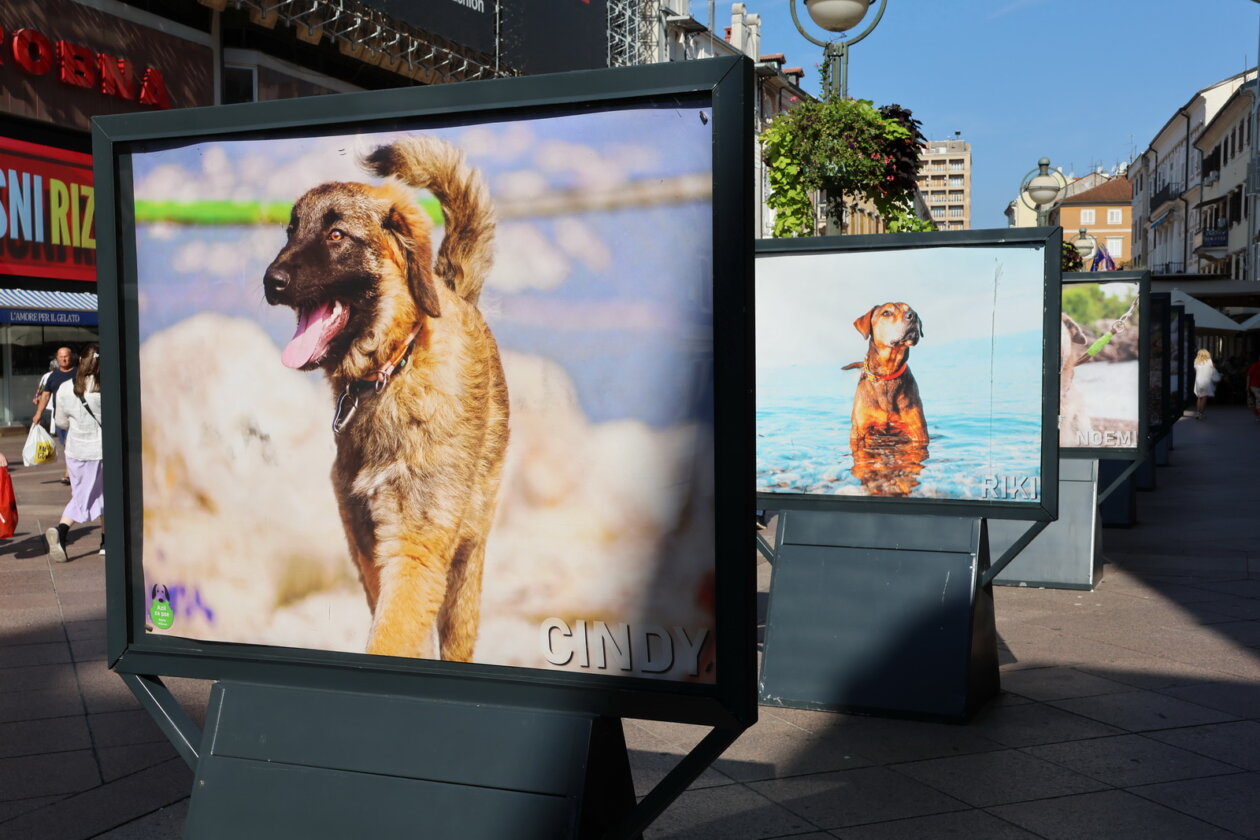 Izlozba-Azilske-ribice-6