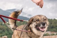 Izlozba-Azilske-ribice-6-1800×2272