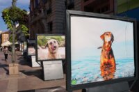 Izlozba-Azilske-ribice-8-1200×800