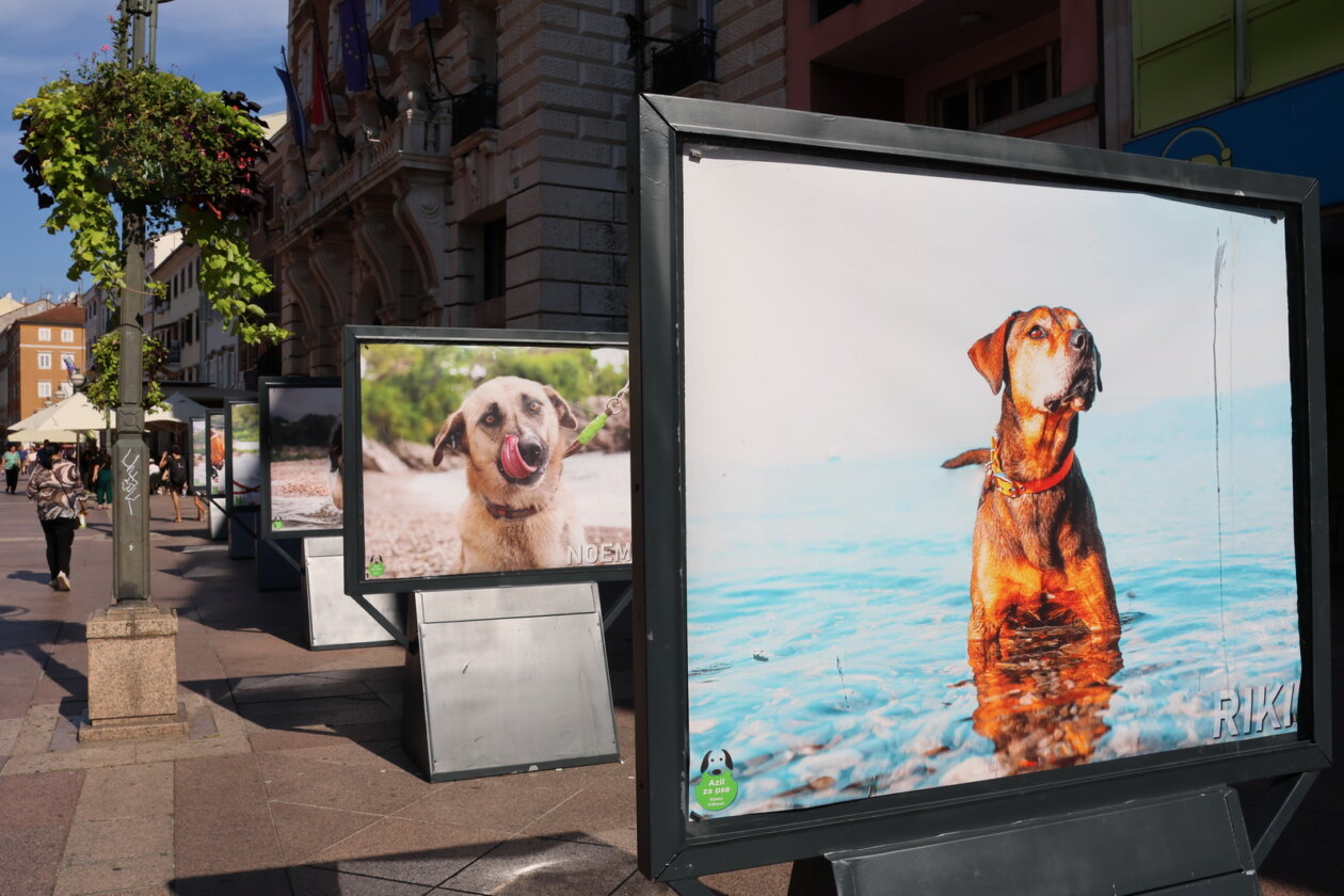 Izlozba-Azilske-ribice-8