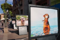 Izlozba-Azilske-ribice-8