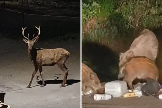 LS-0616460b-70e2-4379-8968-3c90d611b23f-550