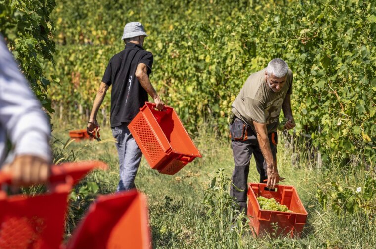 Grimalda: Berba grožđa u vinogradu vinara Ivice Matoševića