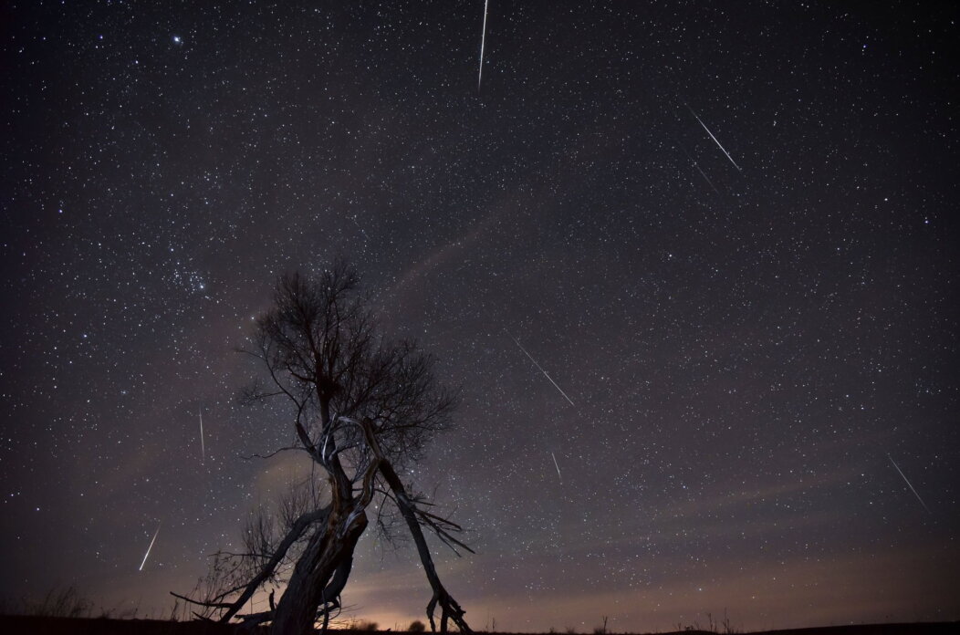 Perzeide_1 Perzeide_1