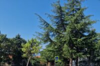 belu1-390×520 belu1-390×520