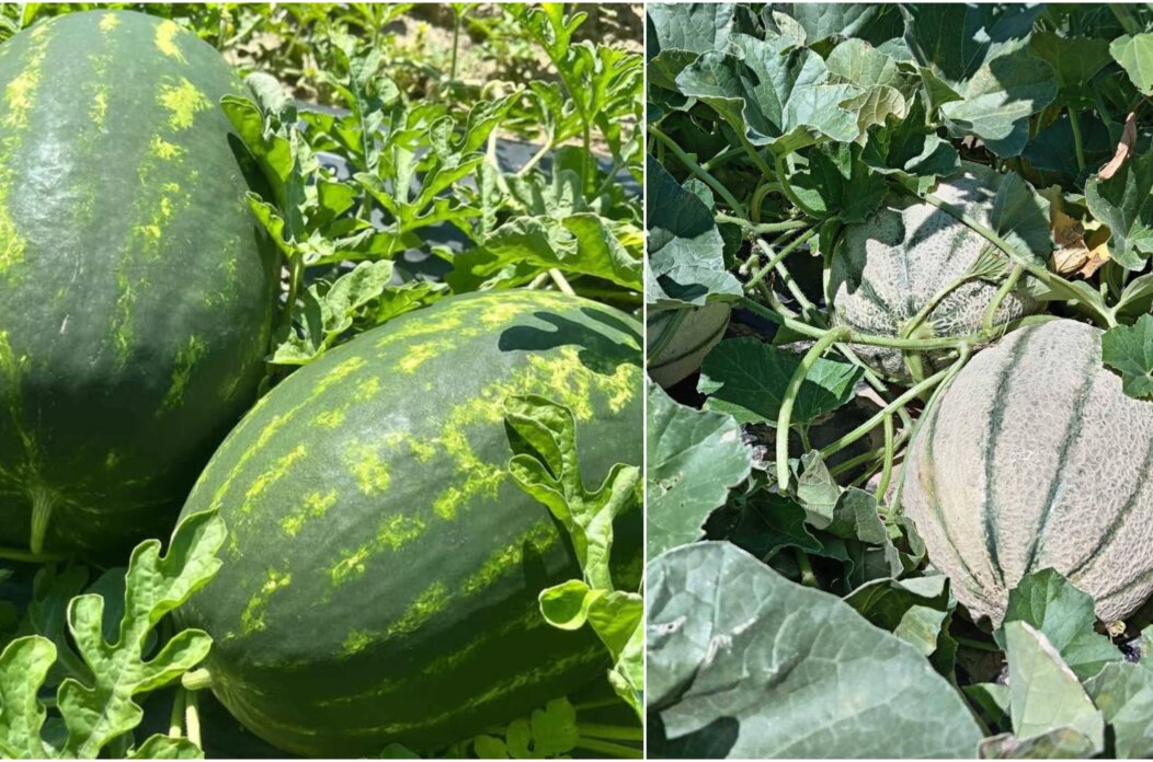 lubenice dinje čor lubenice dinje čor