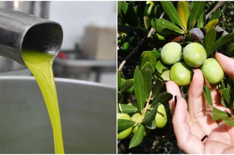 maslinovo ulje NASLOVNA