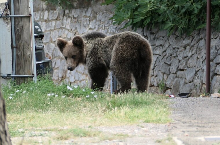 medvjed senj dalibor prodanić