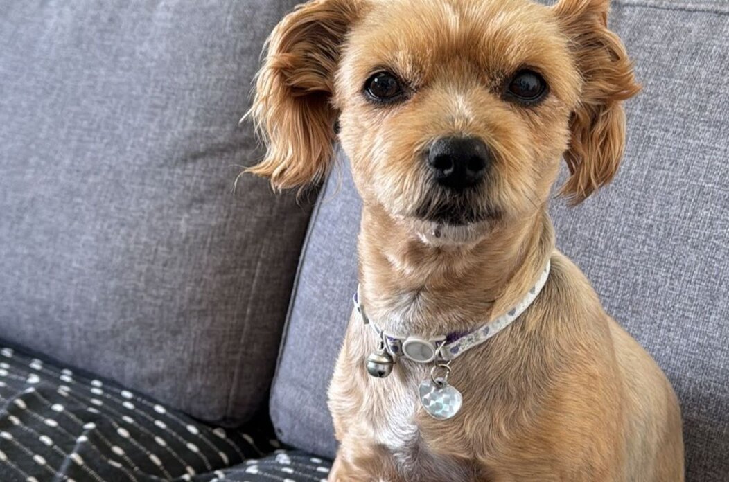 pas nestao uvala voz jpg