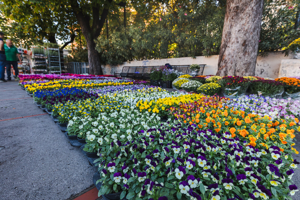 Cvjetni sajam kod Konta-0867 Cvjetni sajam kod Konta-0867