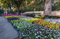 Cvjetni sajam kod Konta-0867 Cvjetni sajam kod Konta-0867