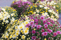 Cvjetni sajam kod Konta-0871 Cvjetni sajam kod Konta-0871