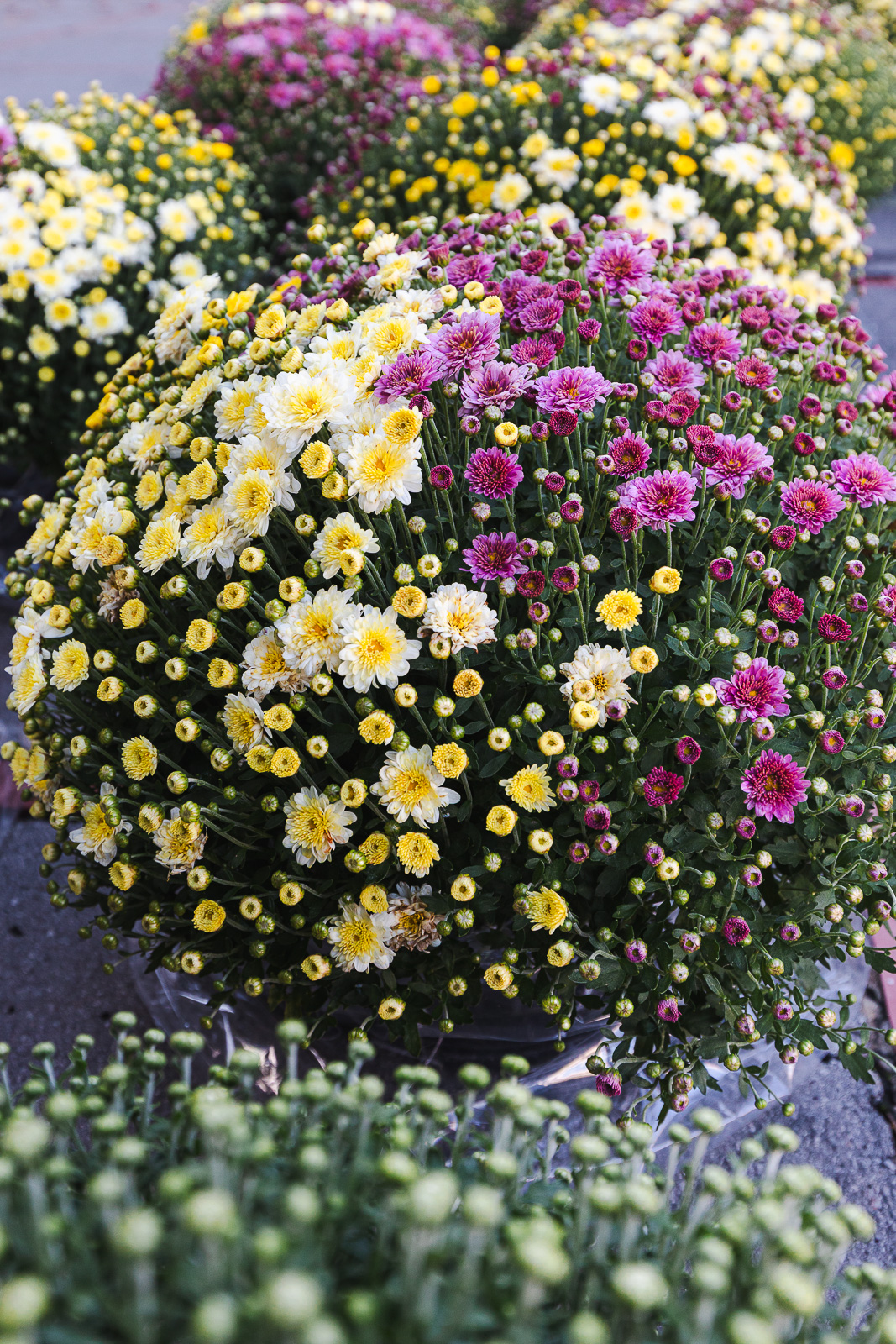 Cvjetni sajam kod Konta-0871 Cvjetni sajam kod Konta-0871