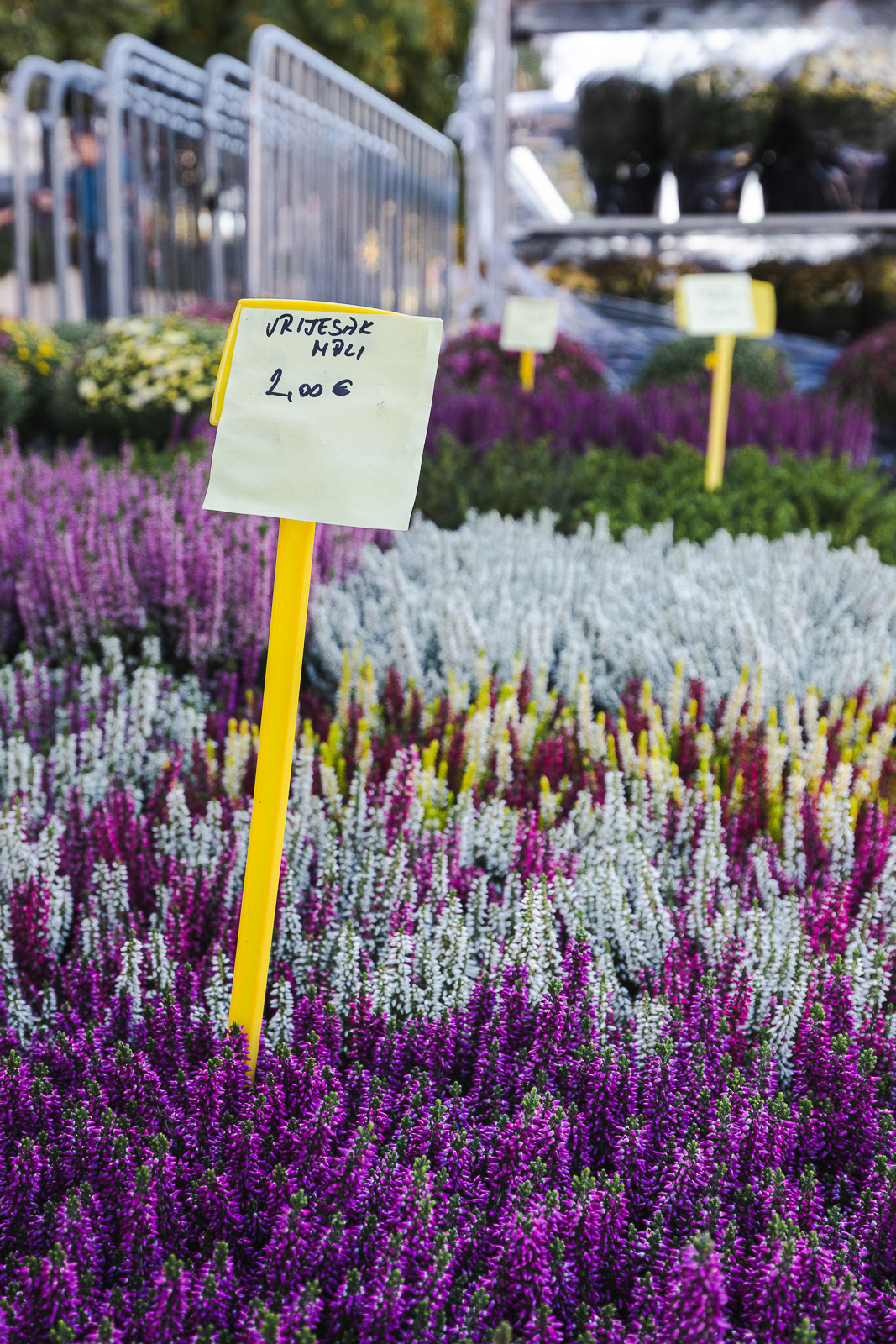 Cvjetni sajam kod Konta-0873 Cvjetni sajam kod Konta-0873