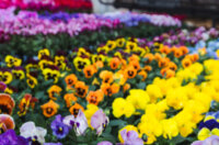 Cvjetni sajam kod Konta-0874 Cvjetni sajam kod Konta-0874