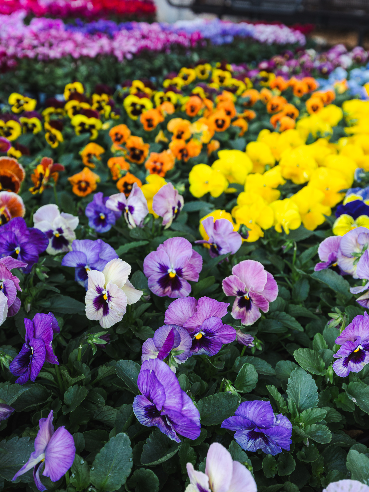 Cvjetni sajam kod Konta-0874 Cvjetni sajam kod Konta-0874