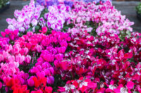 Cvjetni sajam kod Konta-0876 Cvjetni sajam kod Konta-0876