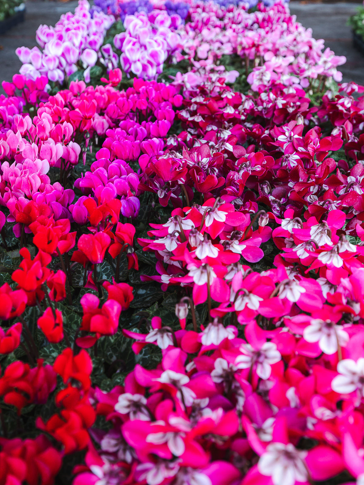 Cvjetni sajam kod Konta-0876 Cvjetni sajam kod Konta-0876