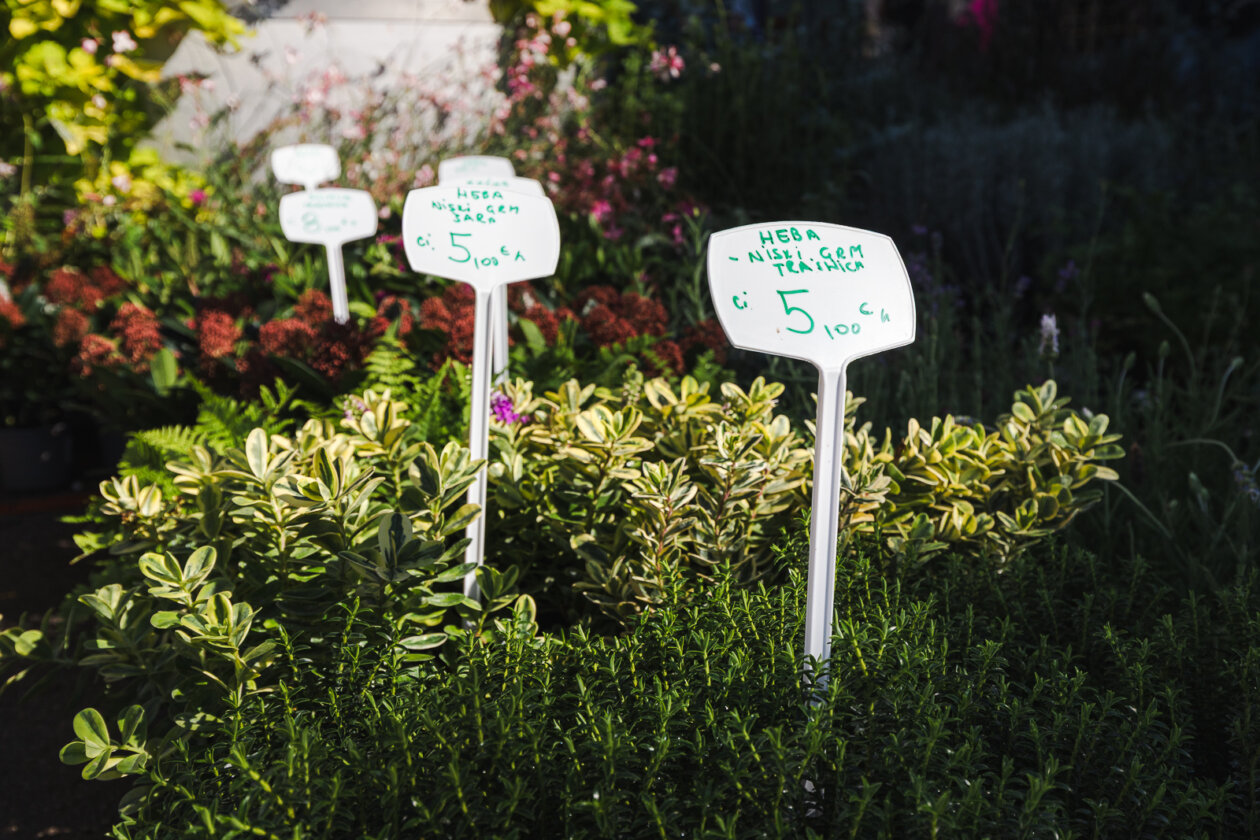 Cvjetni sajam kod Konta-0877 Cvjetni sajam kod Konta-0877