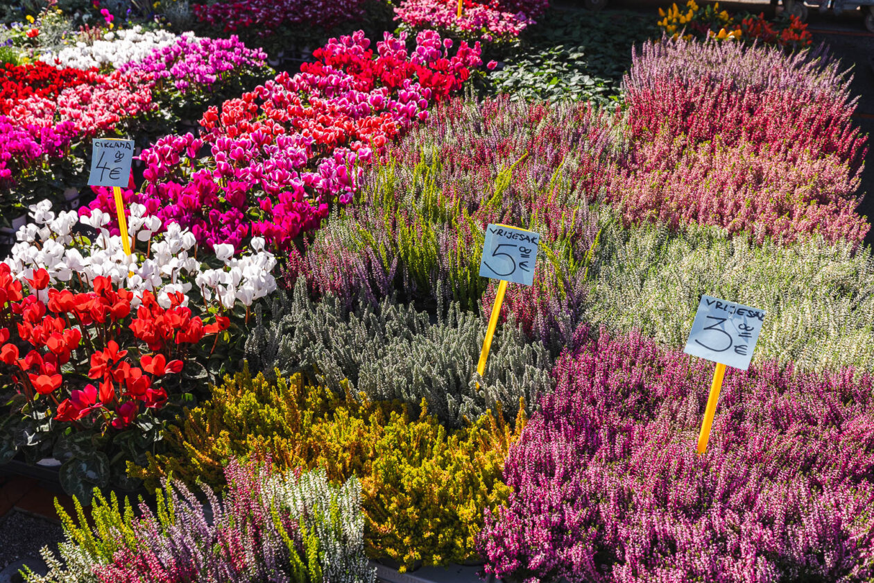 Cvjetni sajam kod Konta-0879 Cvjetni sajam kod Konta-0879