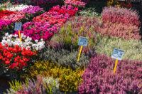 Cvjetni sajam kod Konta-0879 Cvjetni sajam kod Konta-0879