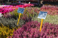 Cvjetni sajam kod Konta-0880 Cvjetni sajam kod Konta-0880